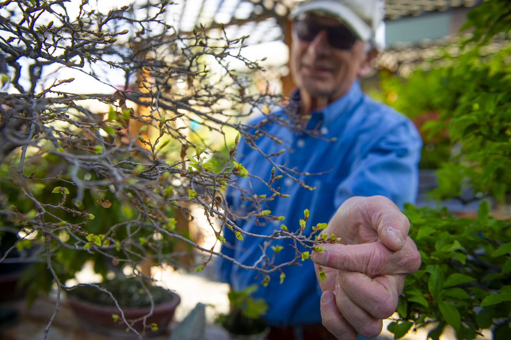 Pat Spencer's Bonsai Garden